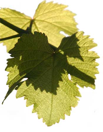 Identificación varietal en Vitis vinifera